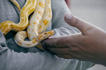 Best pet care